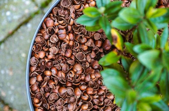 Hazelnootdoppen in uw tuin, hét alternatief voor cacaodoppen!